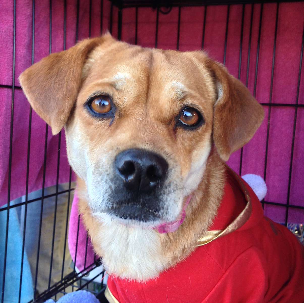 Suki (A16029647) | Pet Adoption San AntonioHomes for Pets
