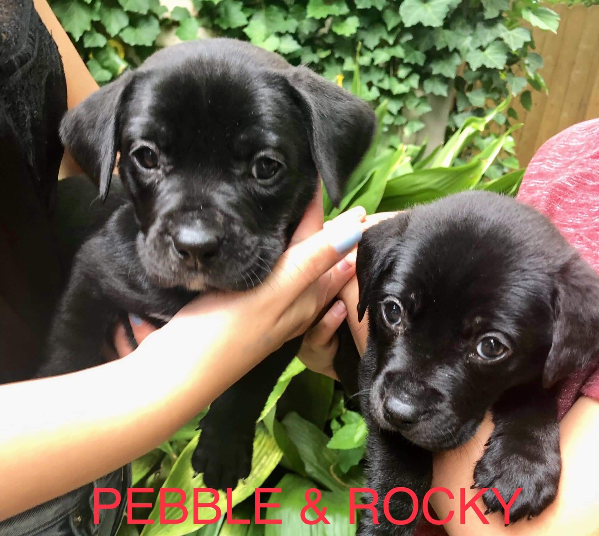 Pebble & Rocky (A41546201)-(A41546079)