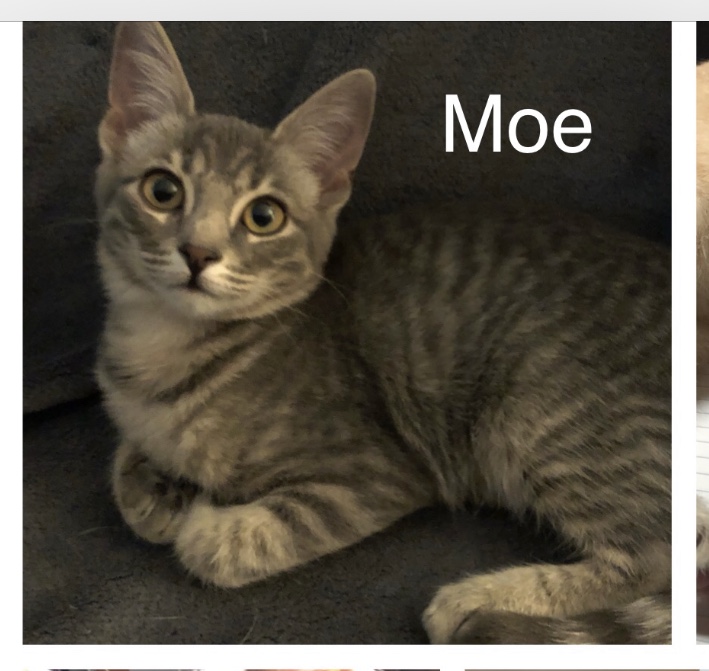 Moe (A43886121)