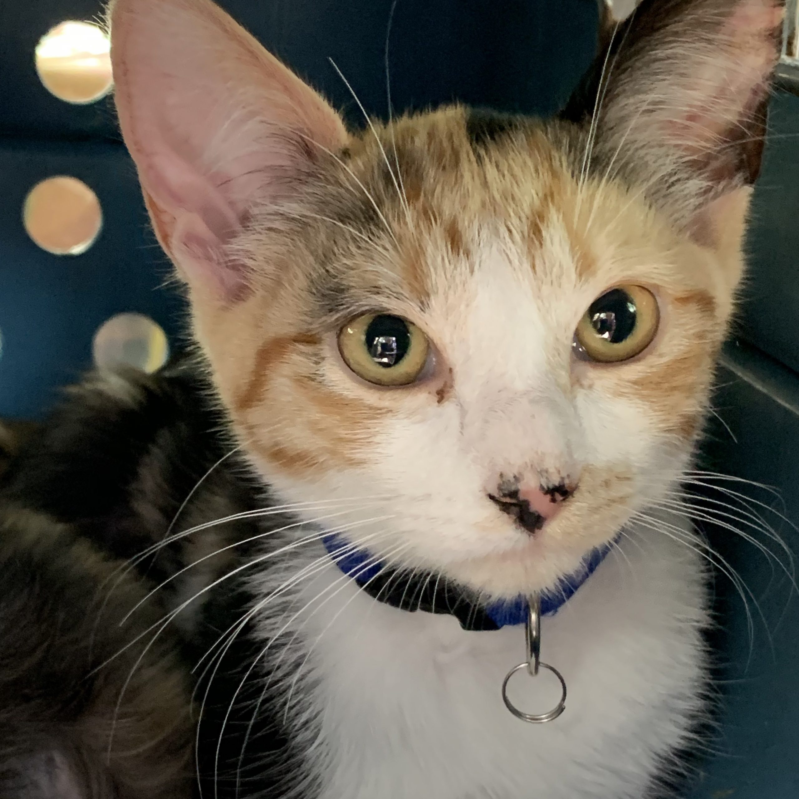 Clementine (A44945282)